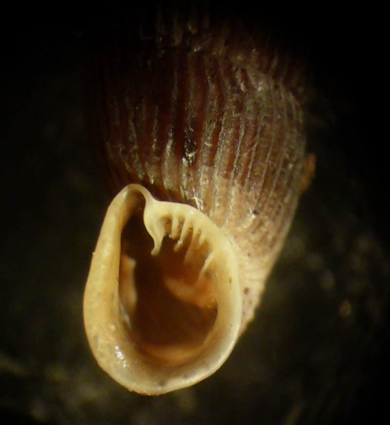 Macrogastra plicatula della Maiella